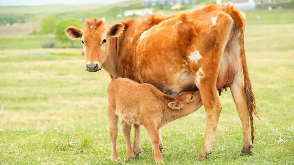 3 magical benefits of colostrum every young mother should know.